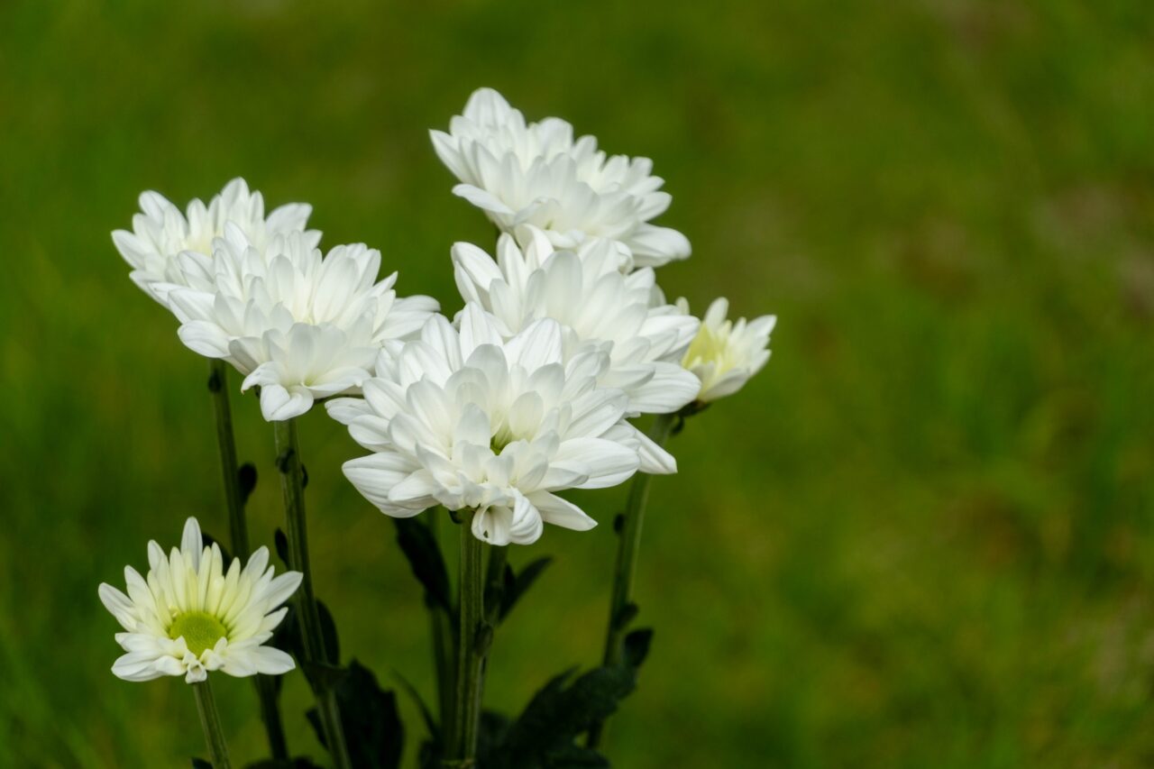 菊の花