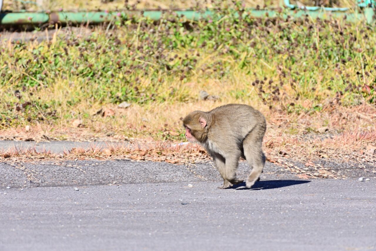 サル