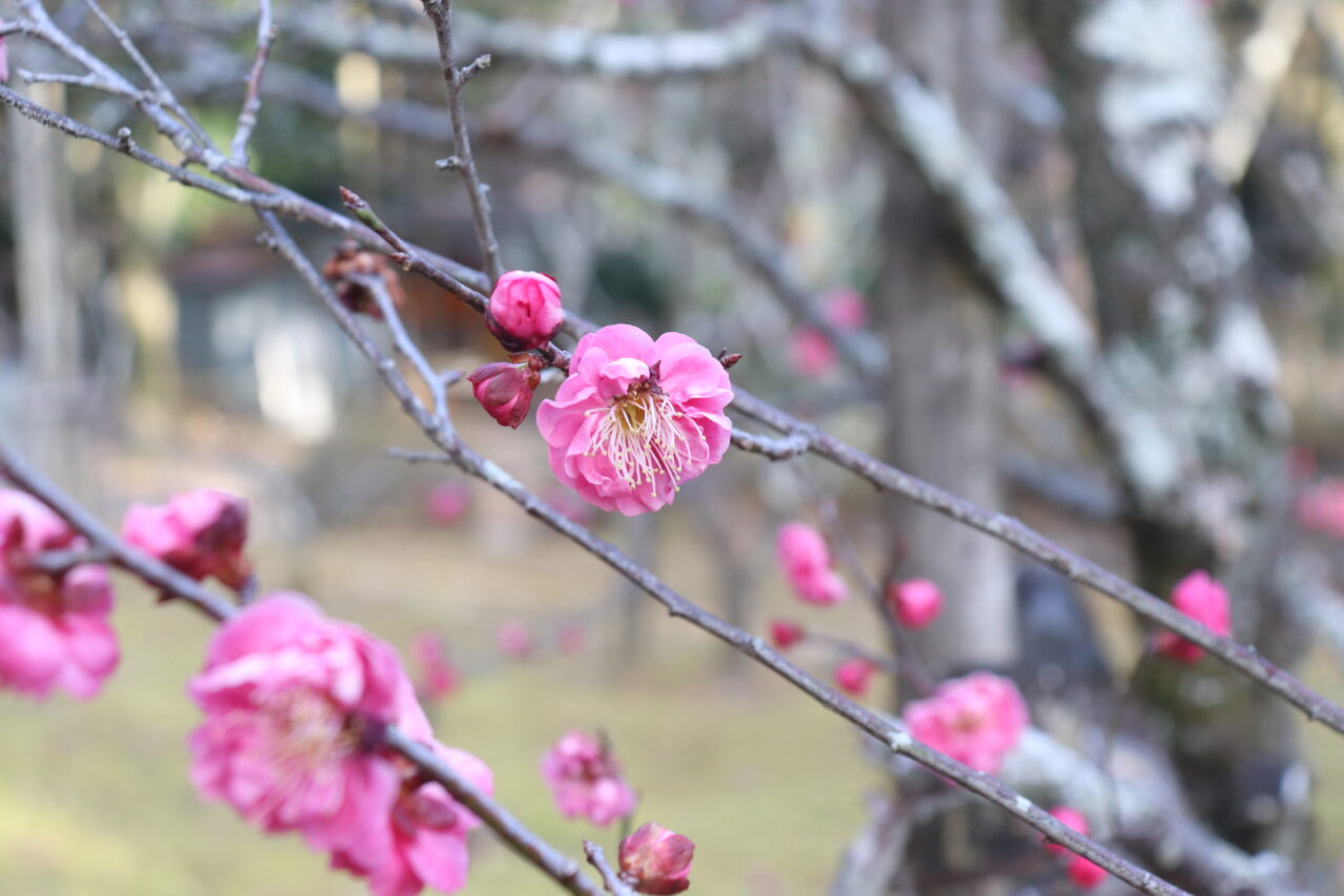 梅林