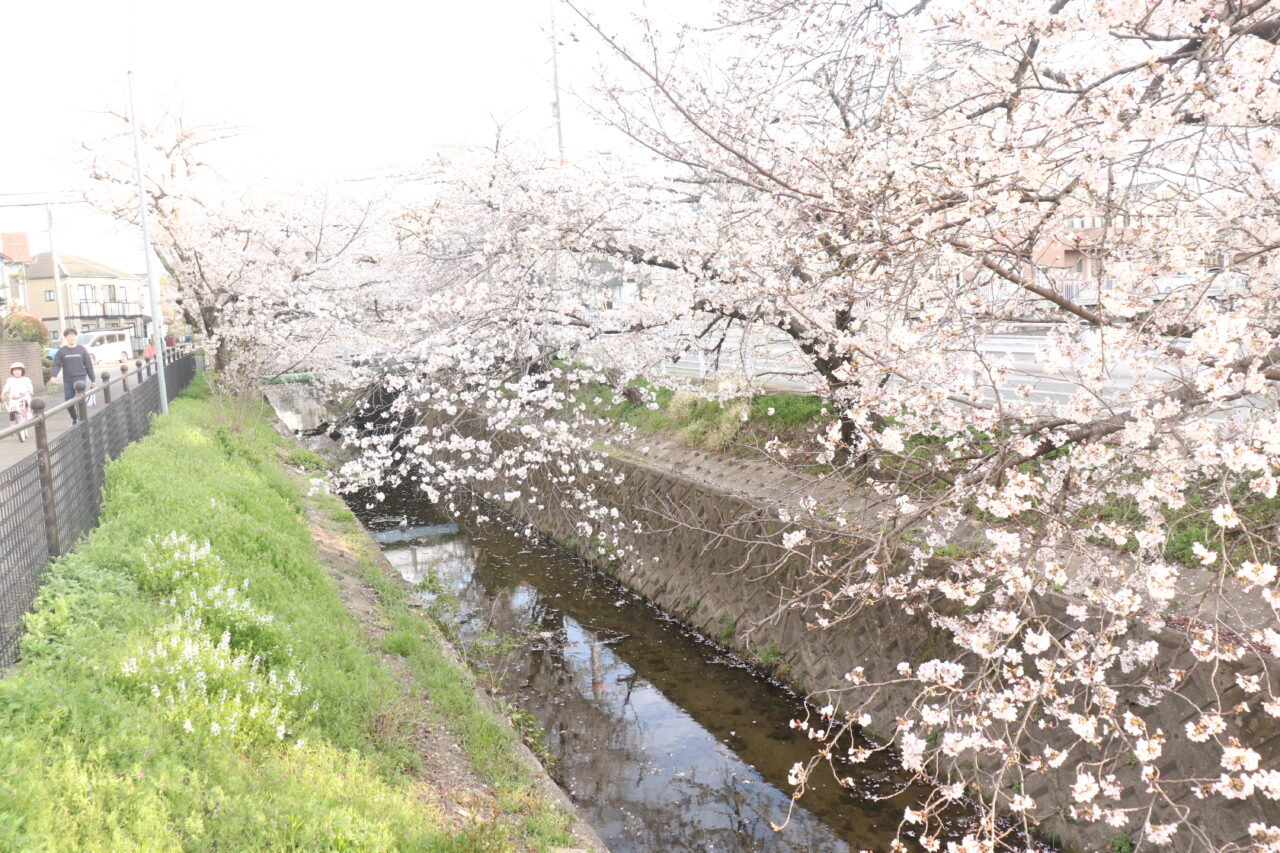 犬川