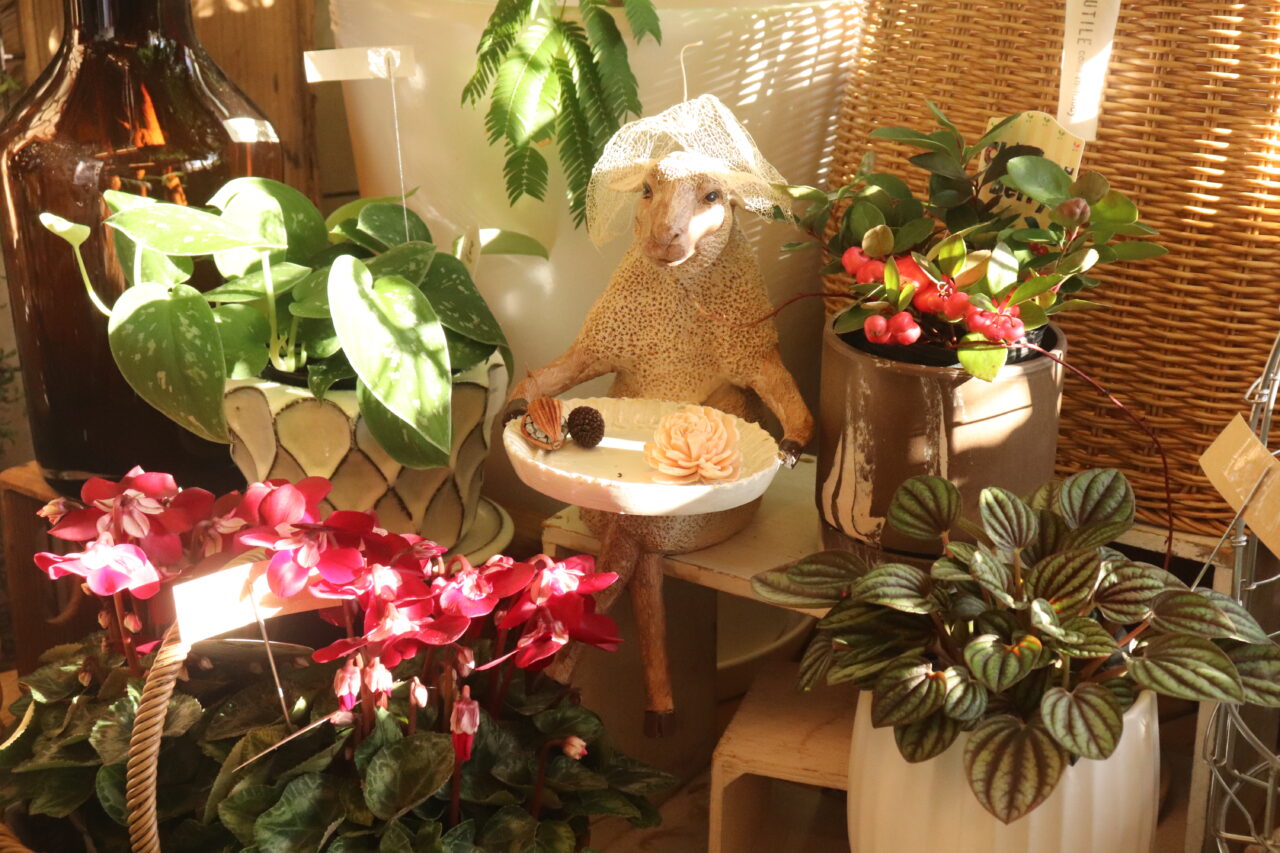 ブランミュール