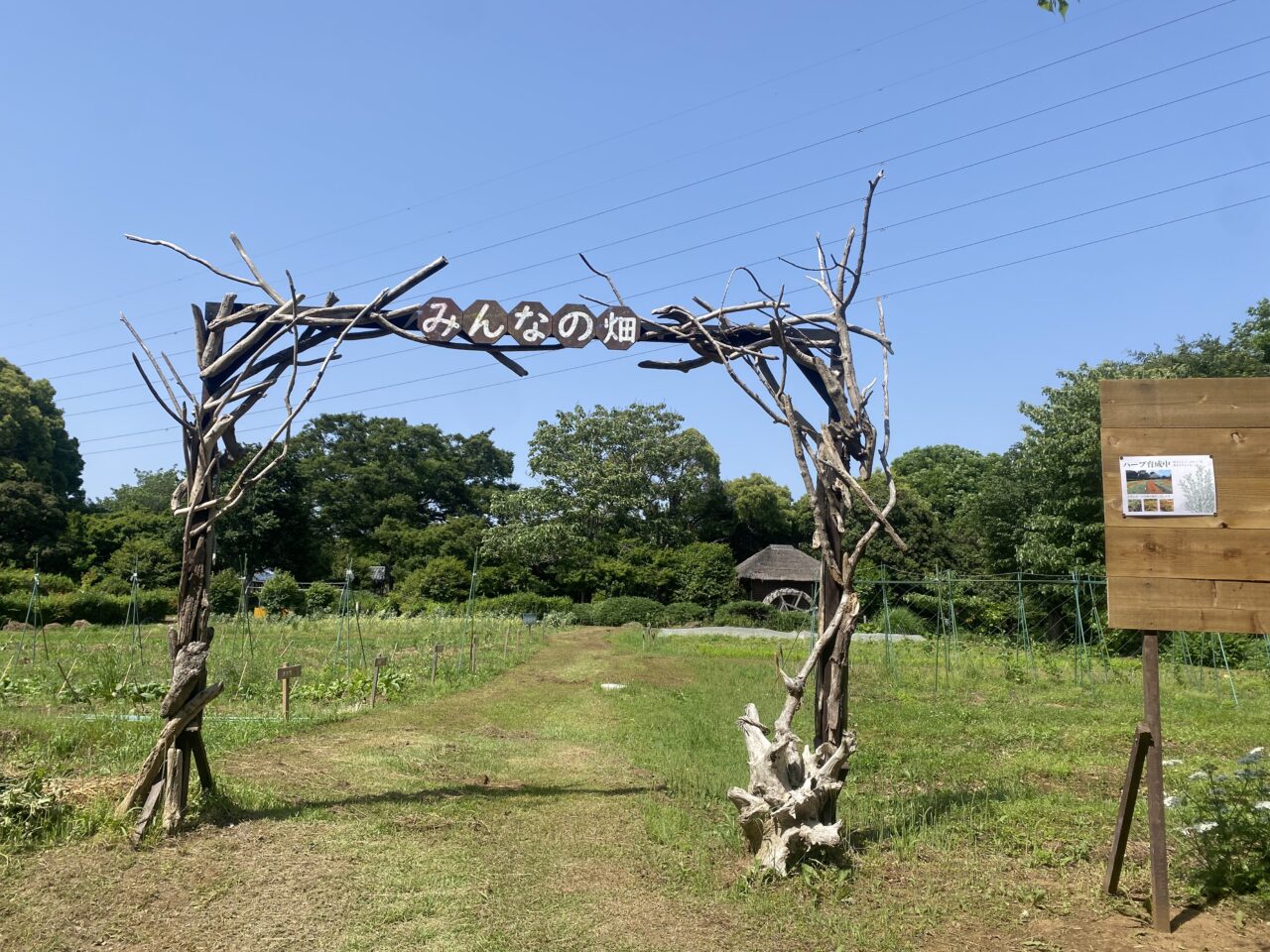 みんなの畑