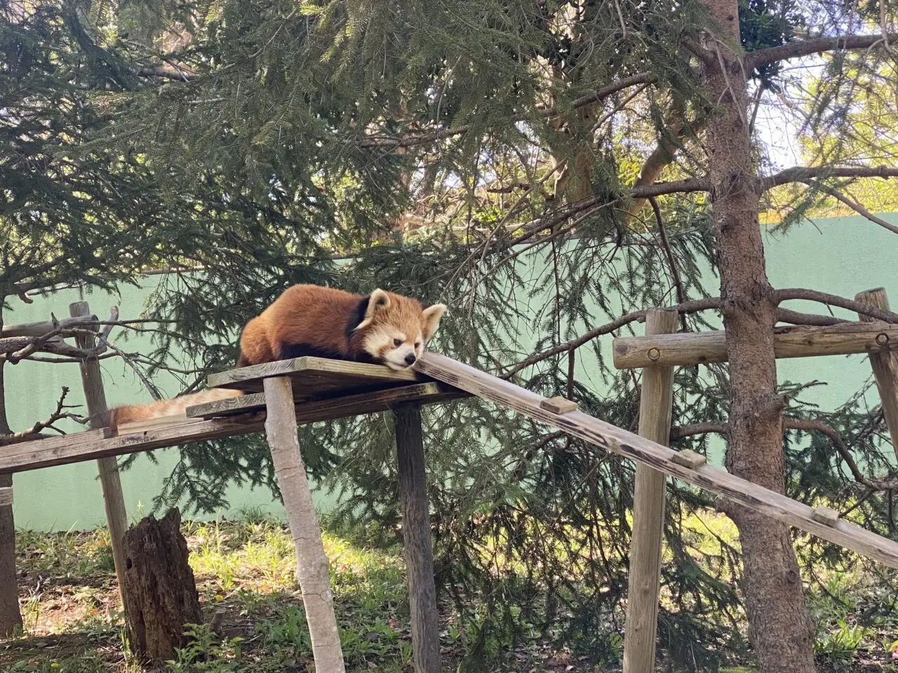 レッサーパンダ