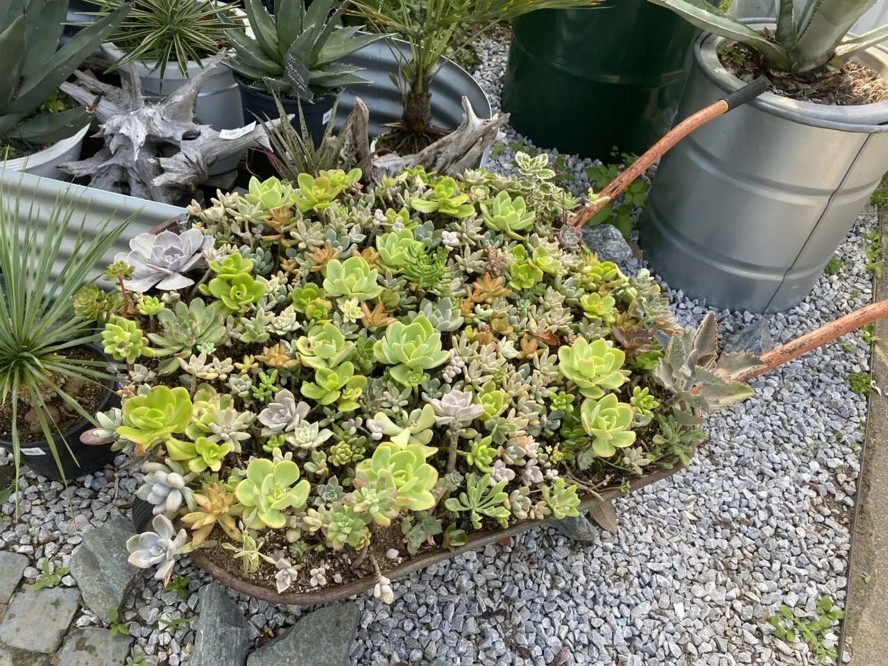 果肉植物