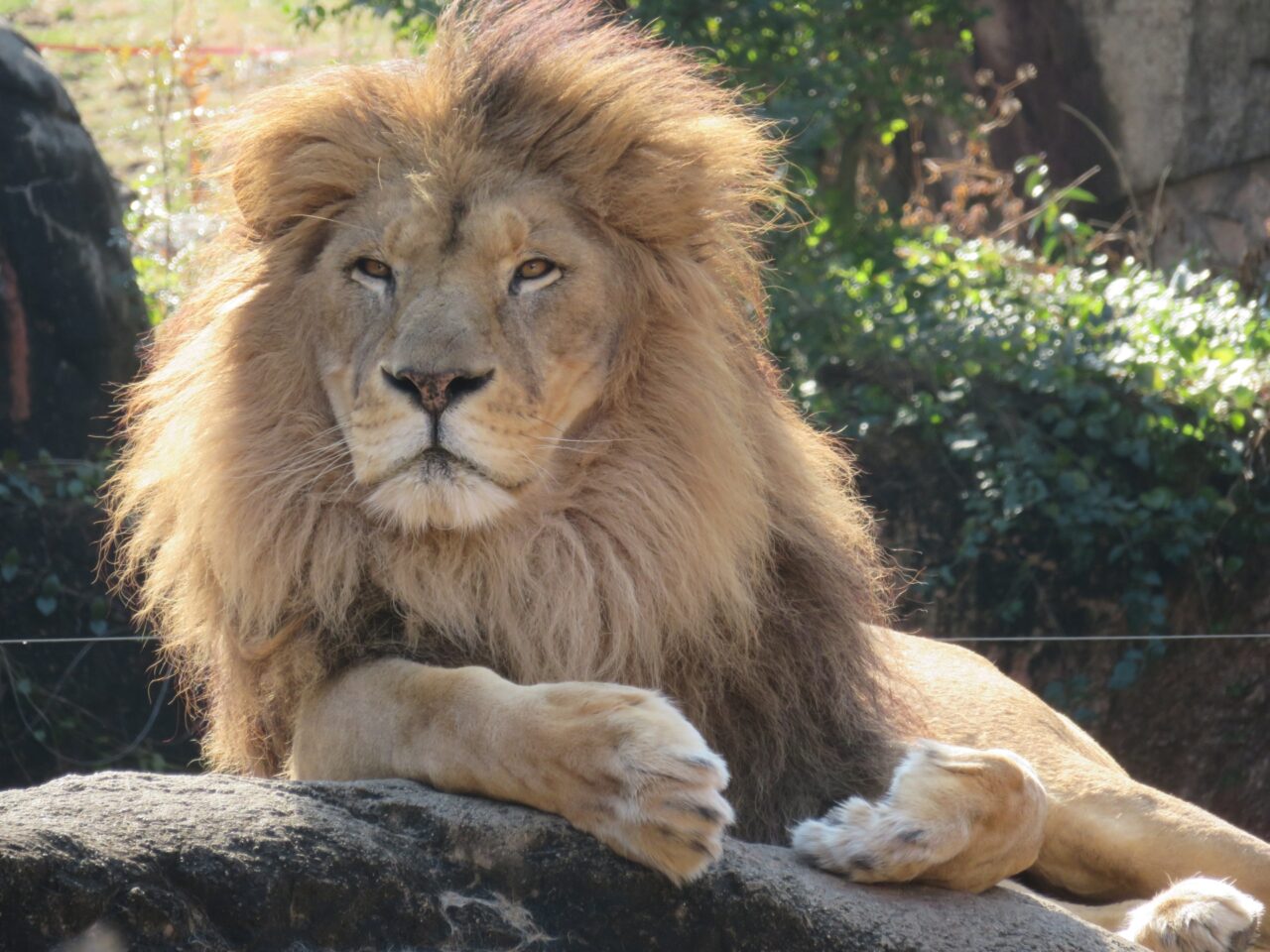 ライオン　イメージ