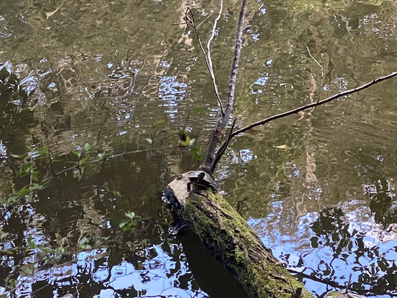 泉自然公園　池　亀