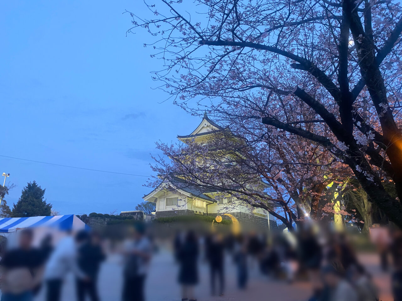 千葉城　さくら