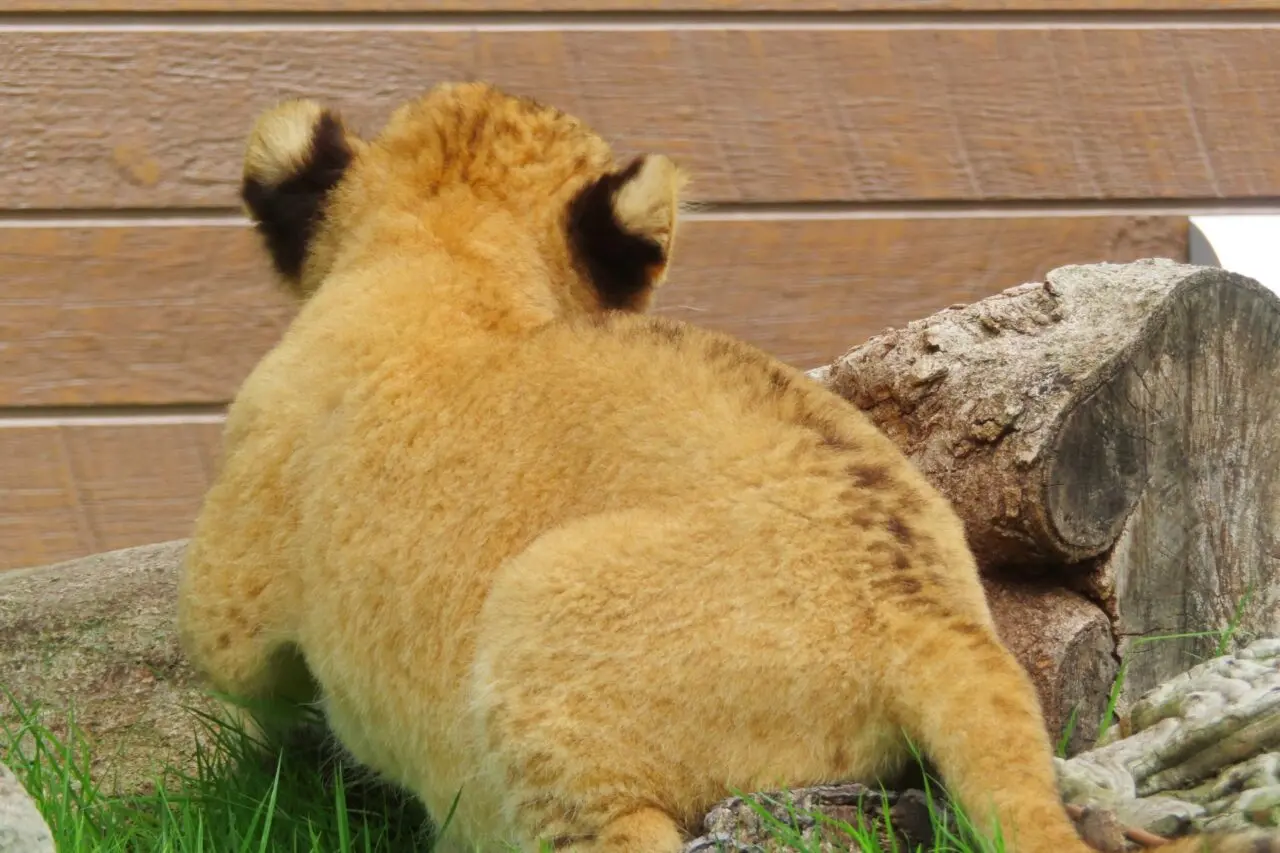 ライオンの赤ちゃん