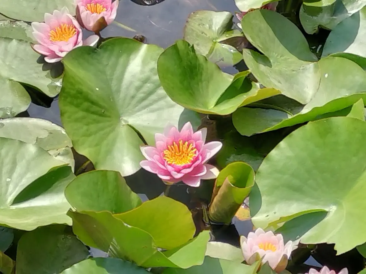岩槻城址公園