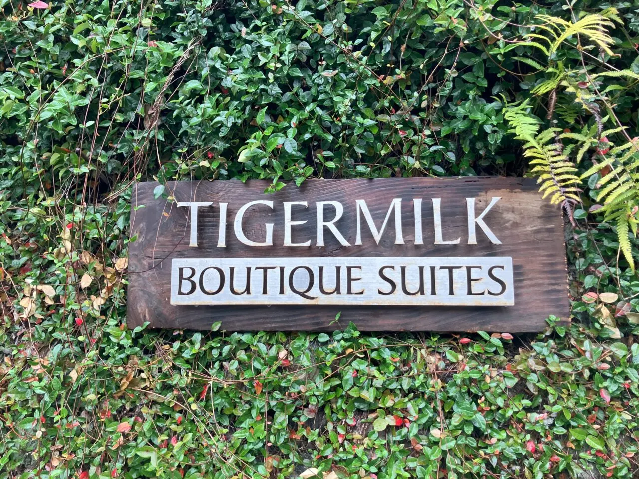 2025年に八幡東区のtigermilk(タイガーミルク)