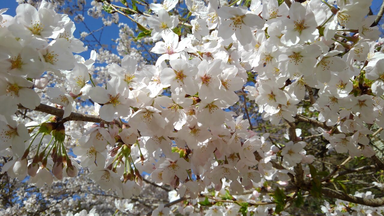 桜の花
