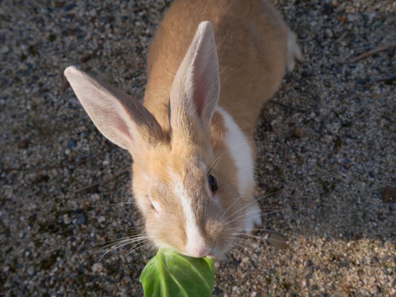 餌をたべるウサギ