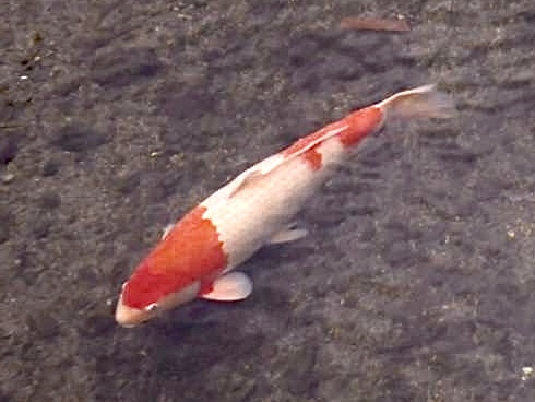 阪急電鉄交通系IC利用で同一駅20分以内料金不要で入退場2026年3月