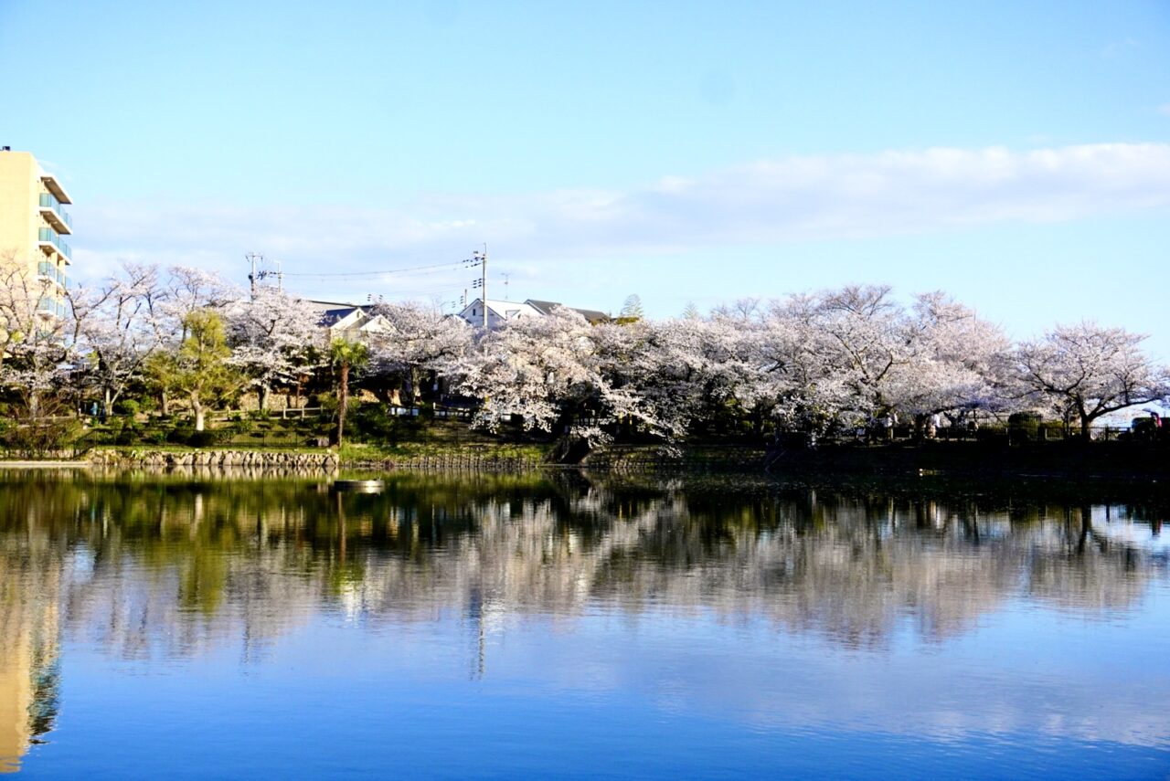 池田市桜水月公園2026年4月