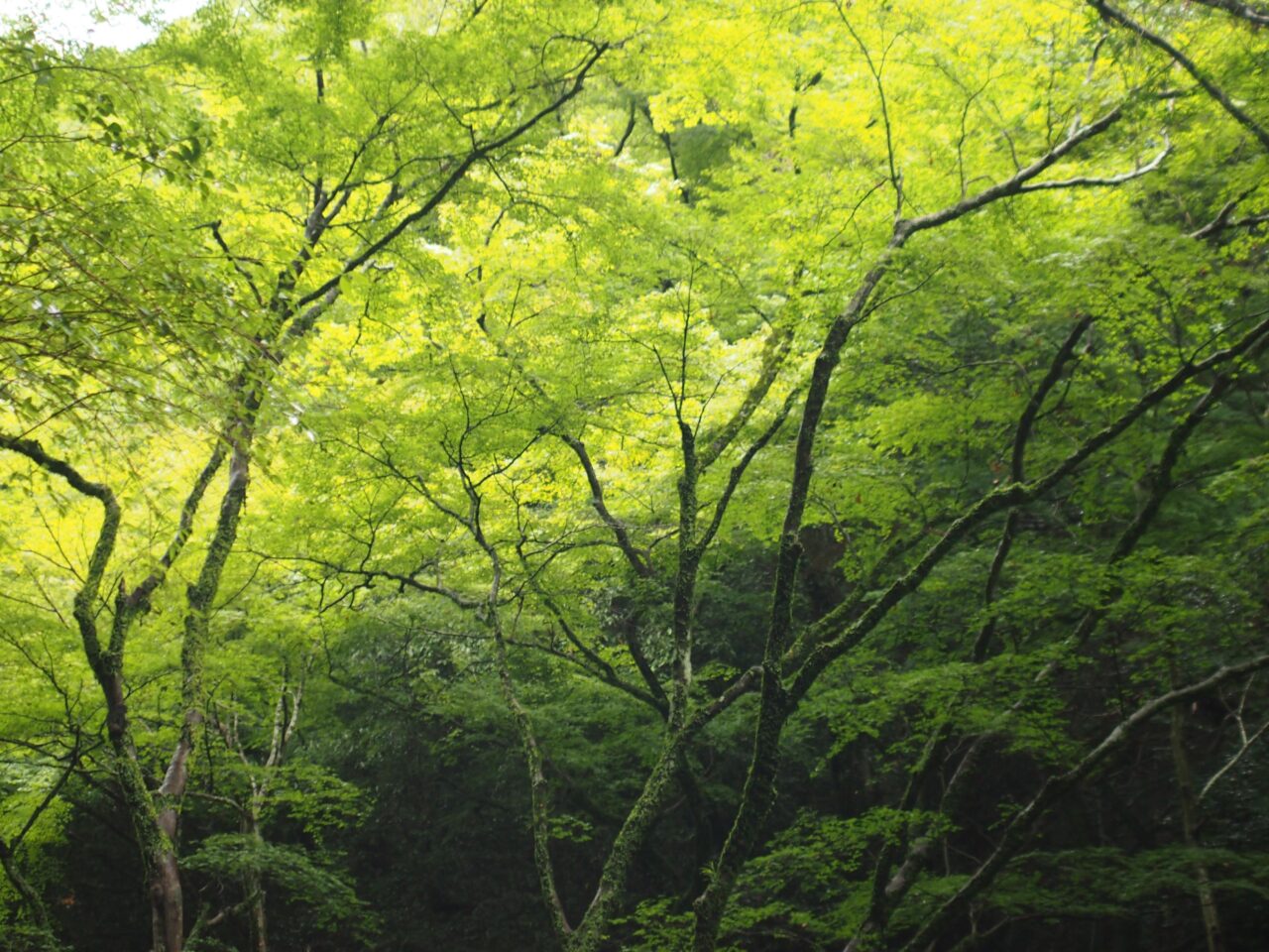 箕面国定公園新緑カーニバル2026