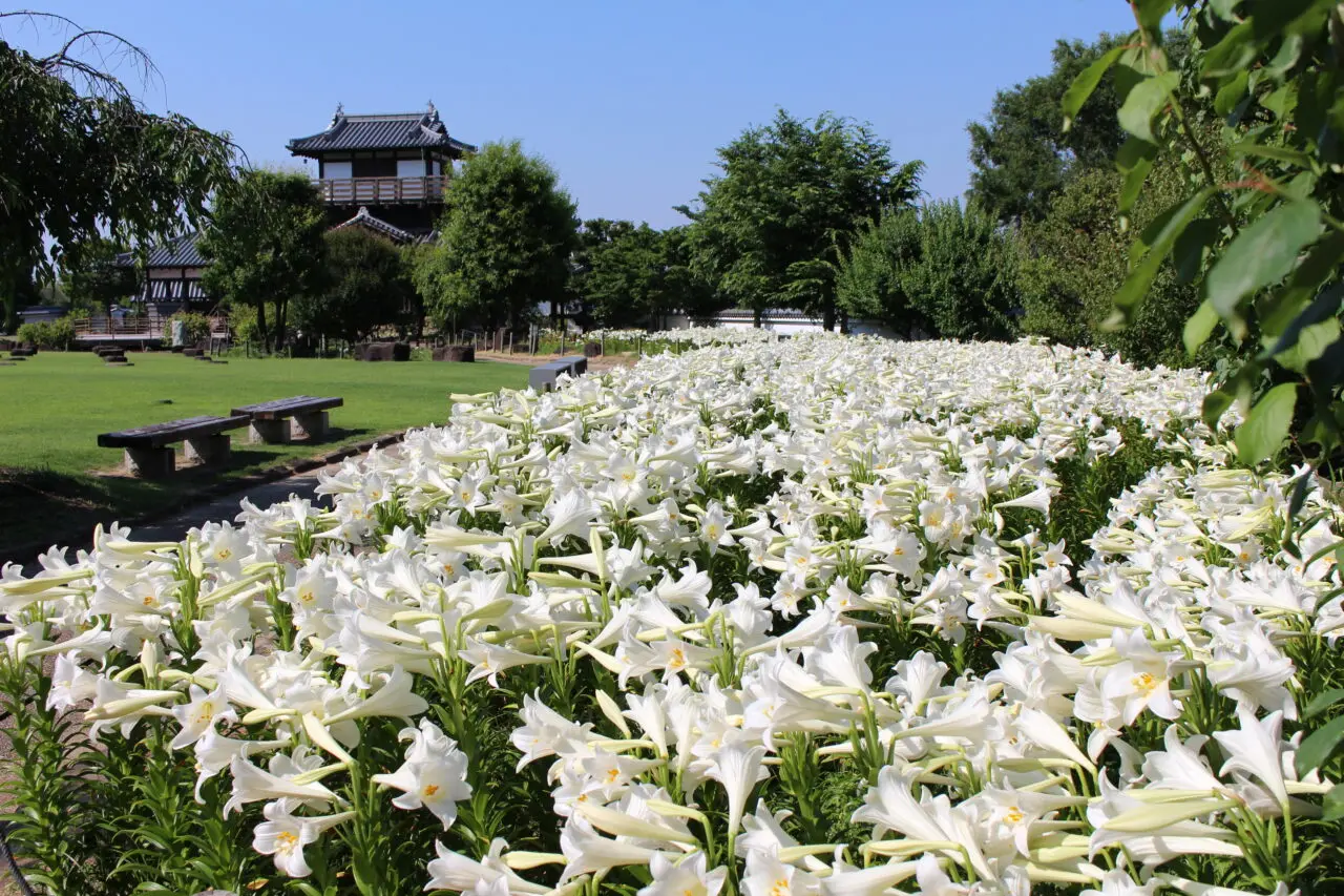 池田城跡公園白ゆりまつり2026