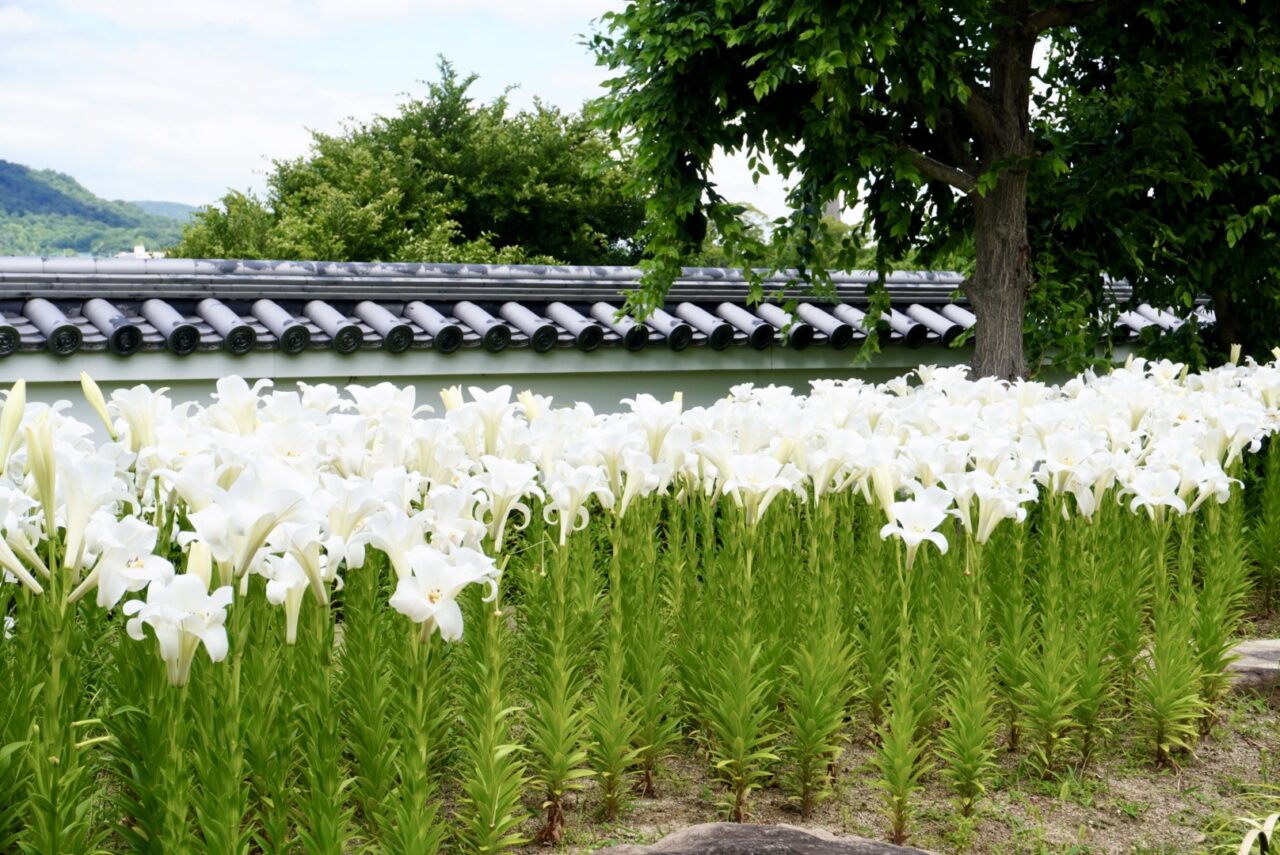 池田城跡公園2026年6月白ゆり
