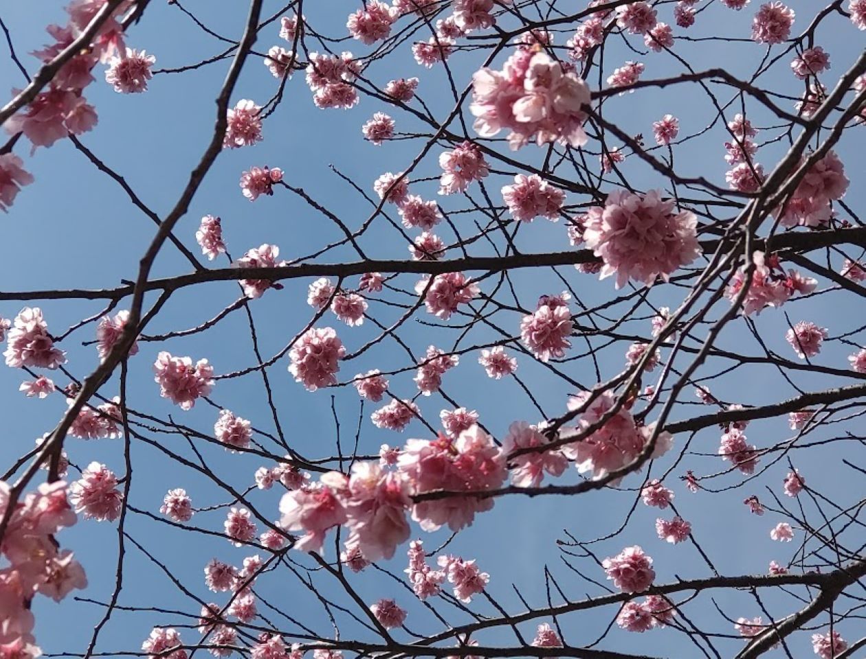 掛川桜2023掛川市kakegawa