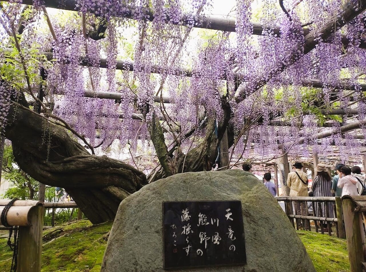 磐田市池田行興寺熊野の長藤見頃花見