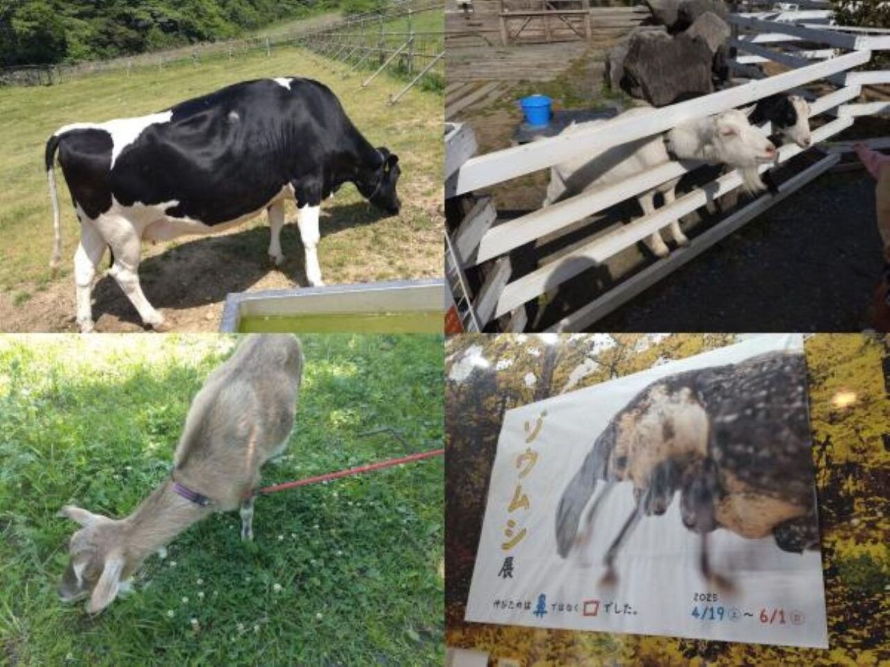 動物