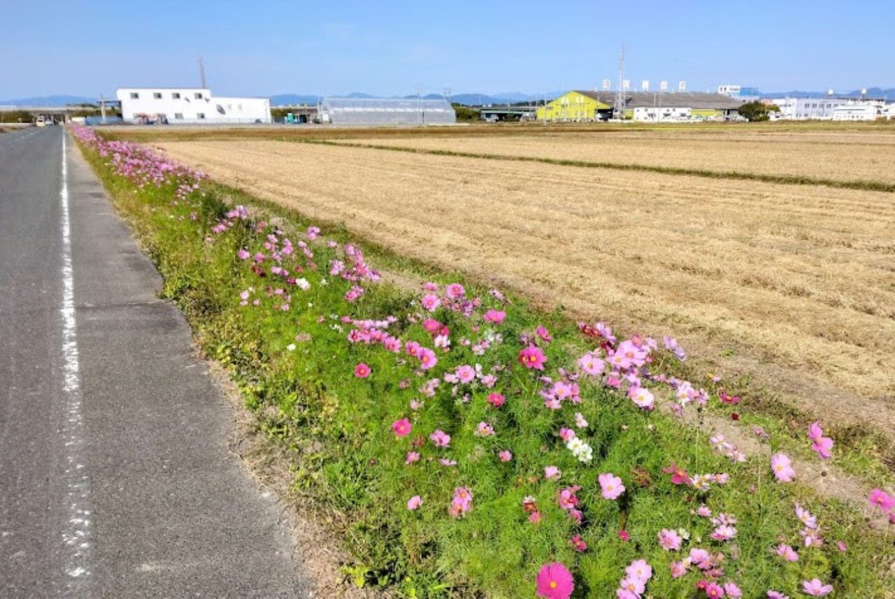 袋井市ふくろいあちこちコスモスロードコスモス畑袋井市木原・土橋の市道木原土橋線