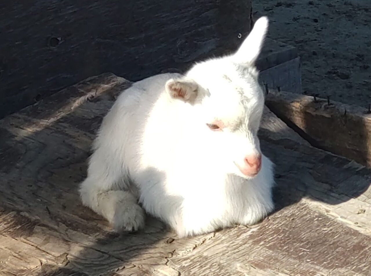 掛川市ぬくもりの郷めえめえ牧場やぎの赤ちゃん