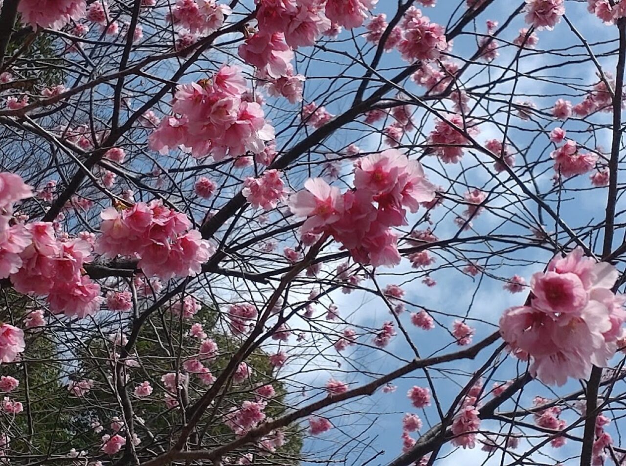 掛川桜春掛川市