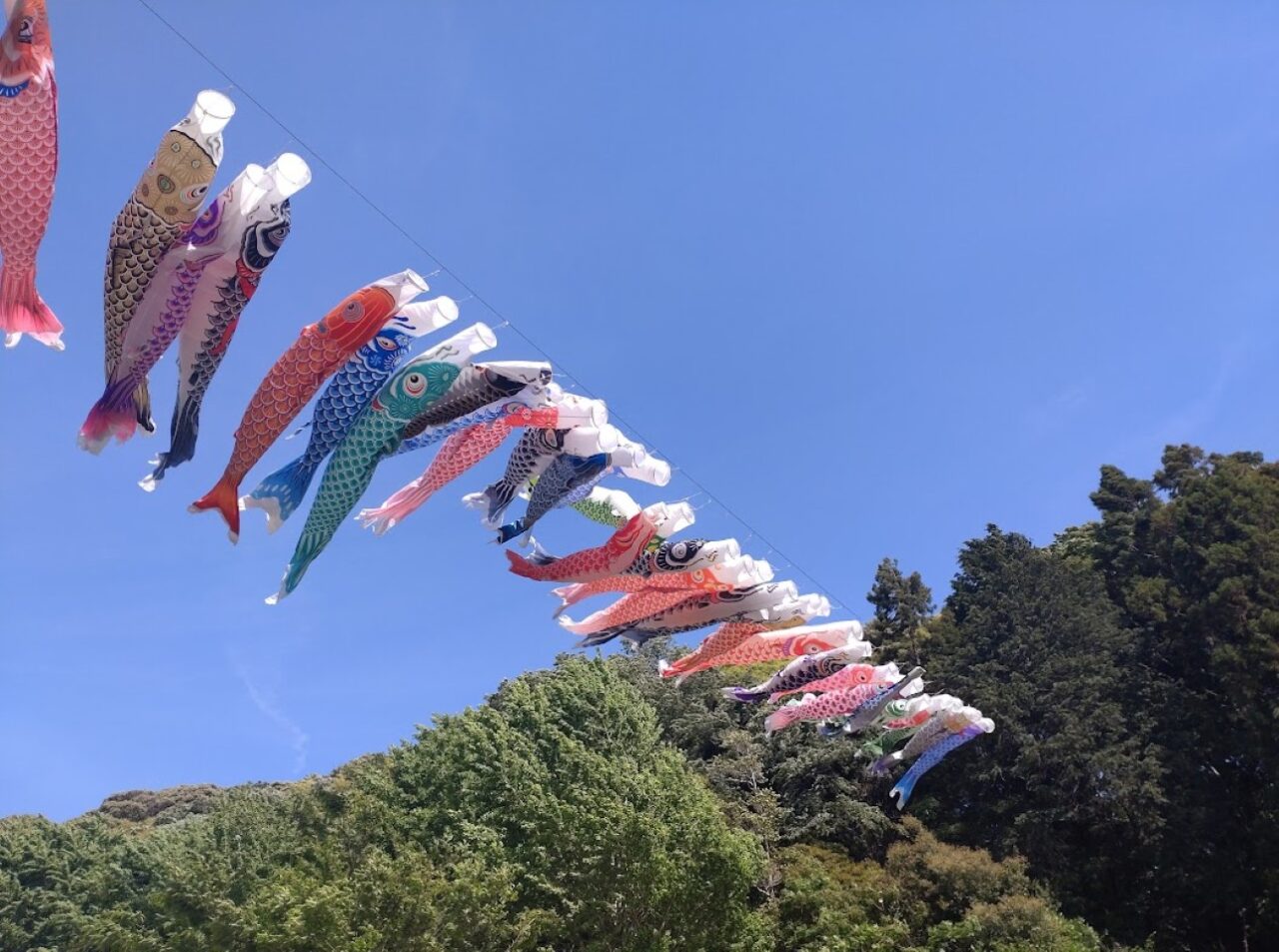 こどもの日諸井里山こいのぼり