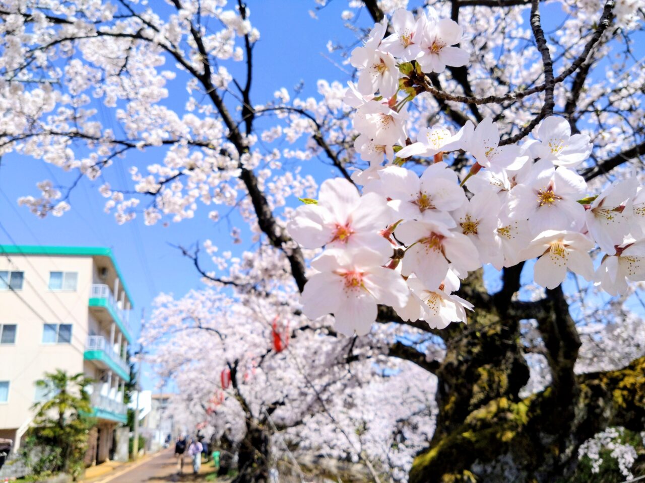 福島江観桜会20250406-17