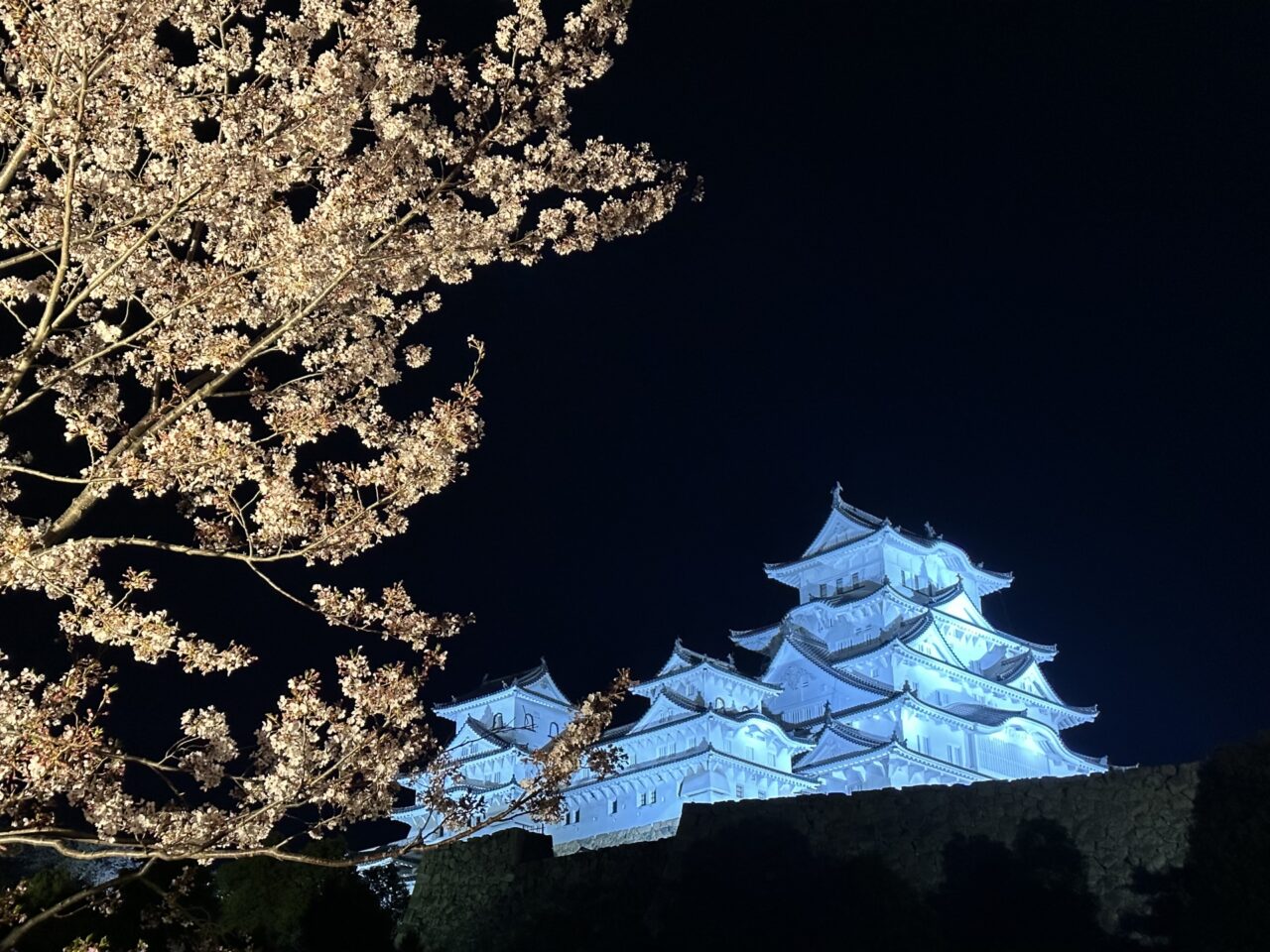 春彩舞桜