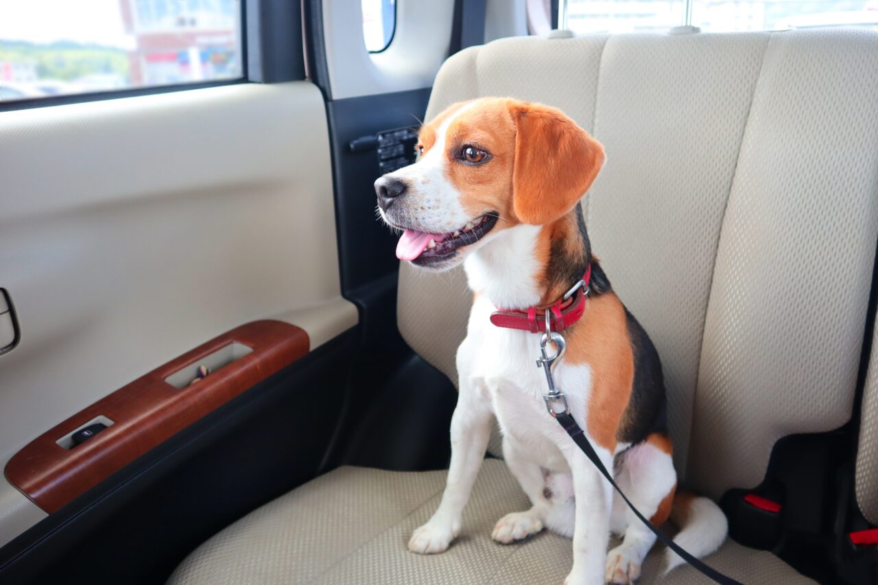 愛犬マイカードライブスルーサファリ