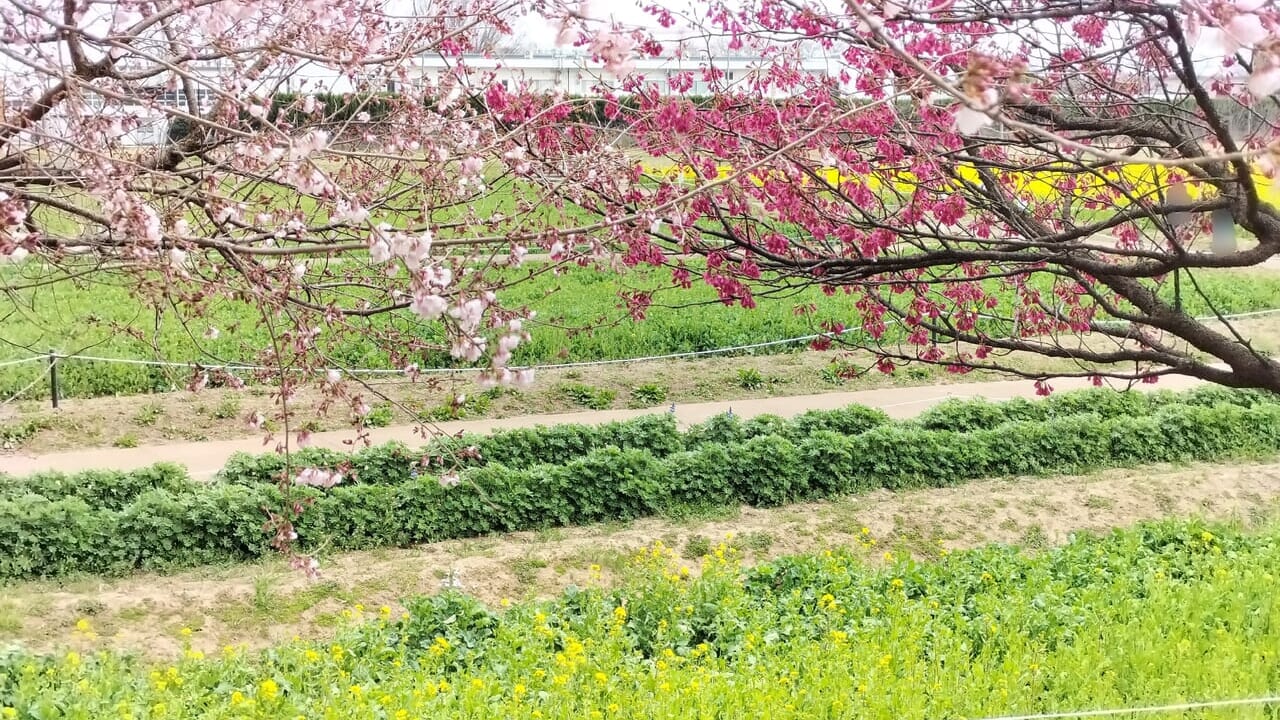 河津桜とカンヒザクラなど