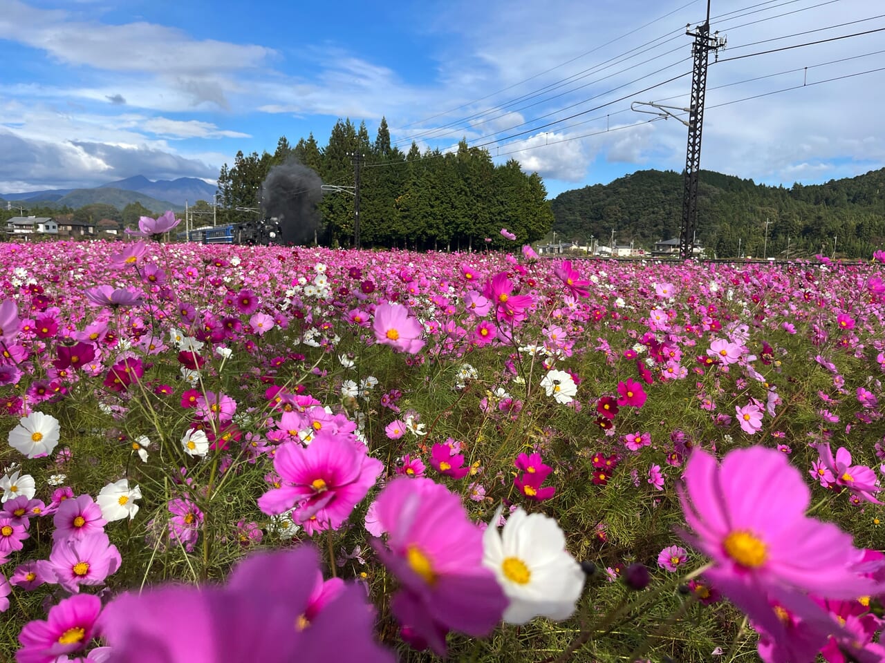 日光市】倉ヶ崎地区の有志が整備する「倉ヶ崎SL花畑」には一面に広がる