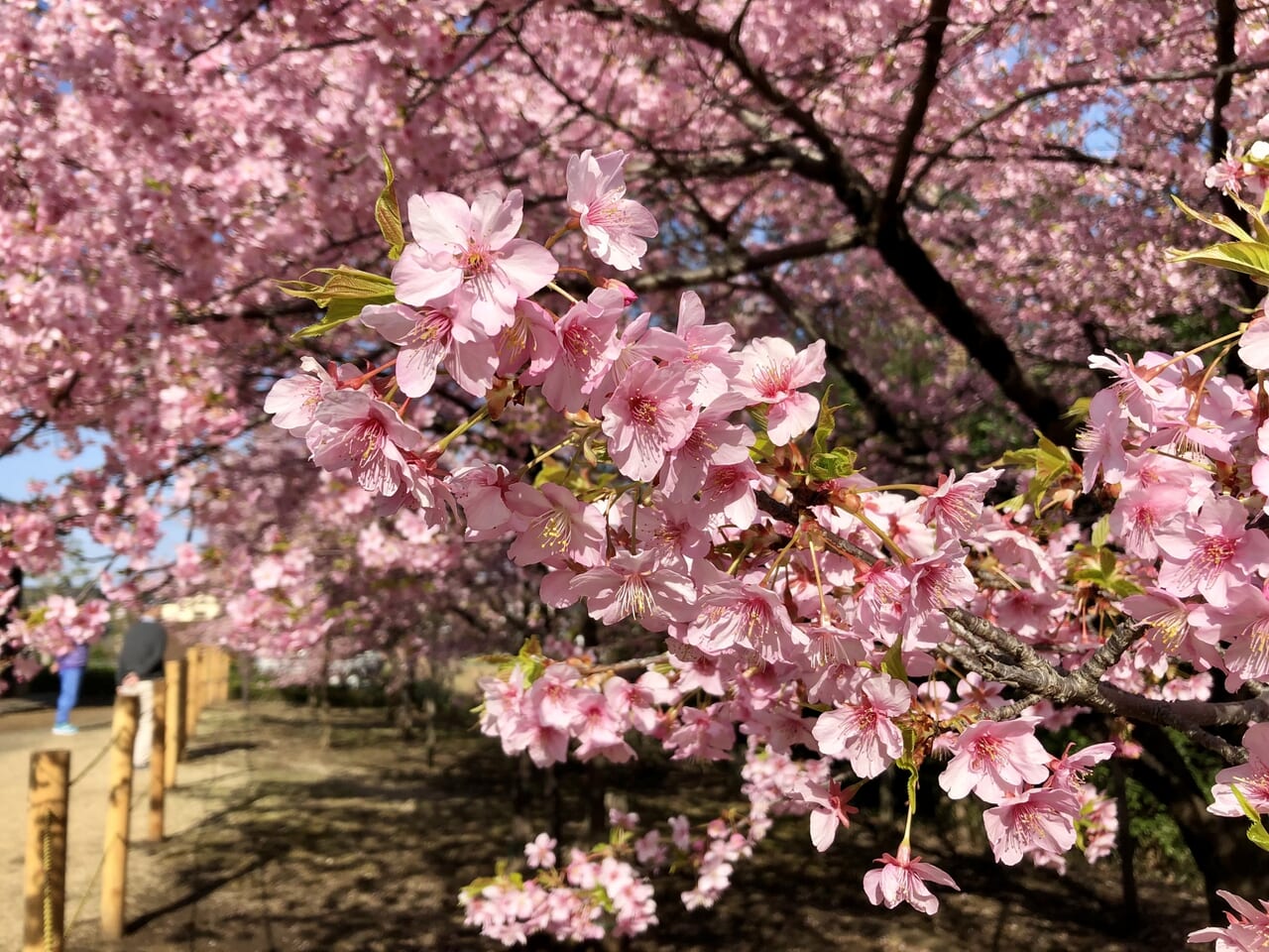 花まつり桜