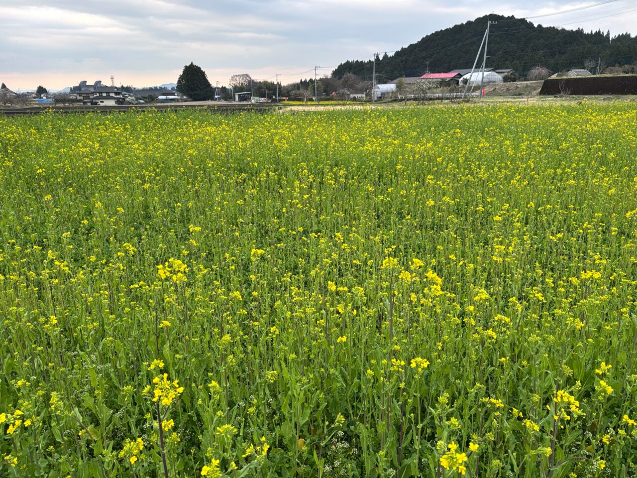 菜の花畑