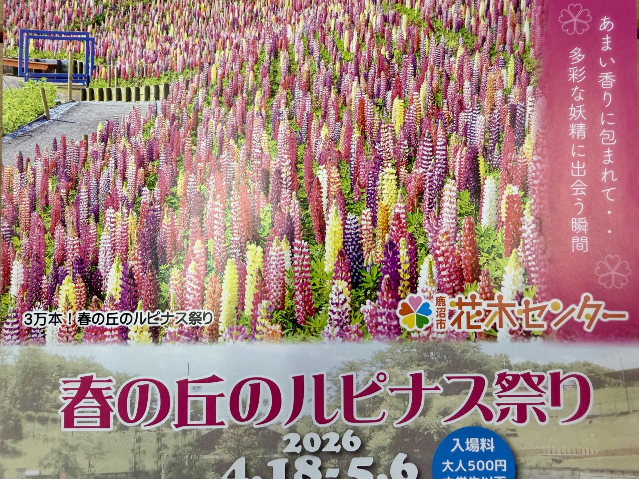 ルピナス