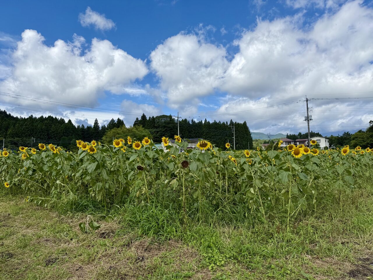 いずみネットワークのひまわり畑2026