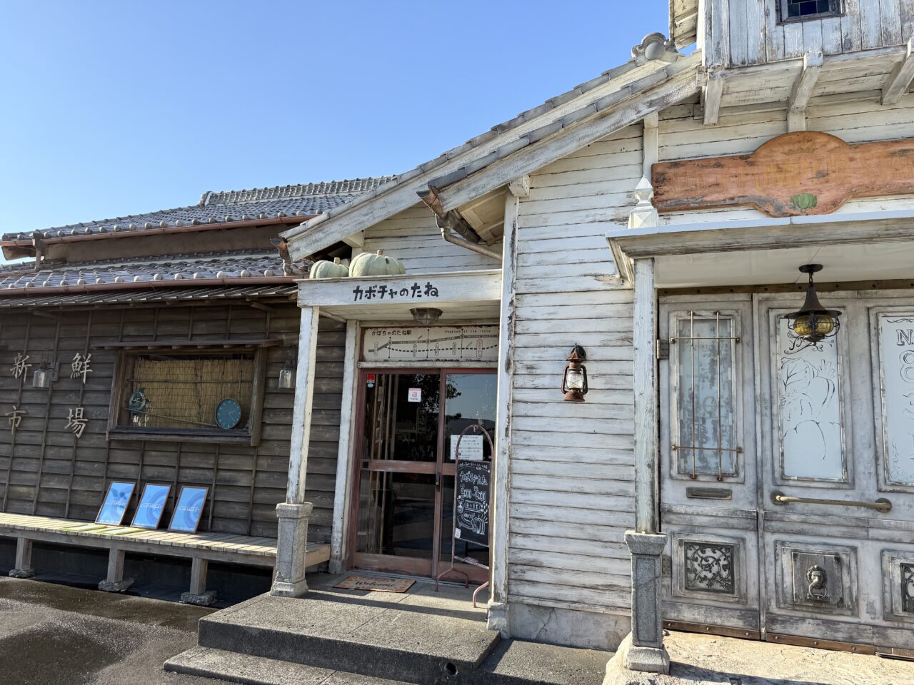 焼津市のカボチャのたね