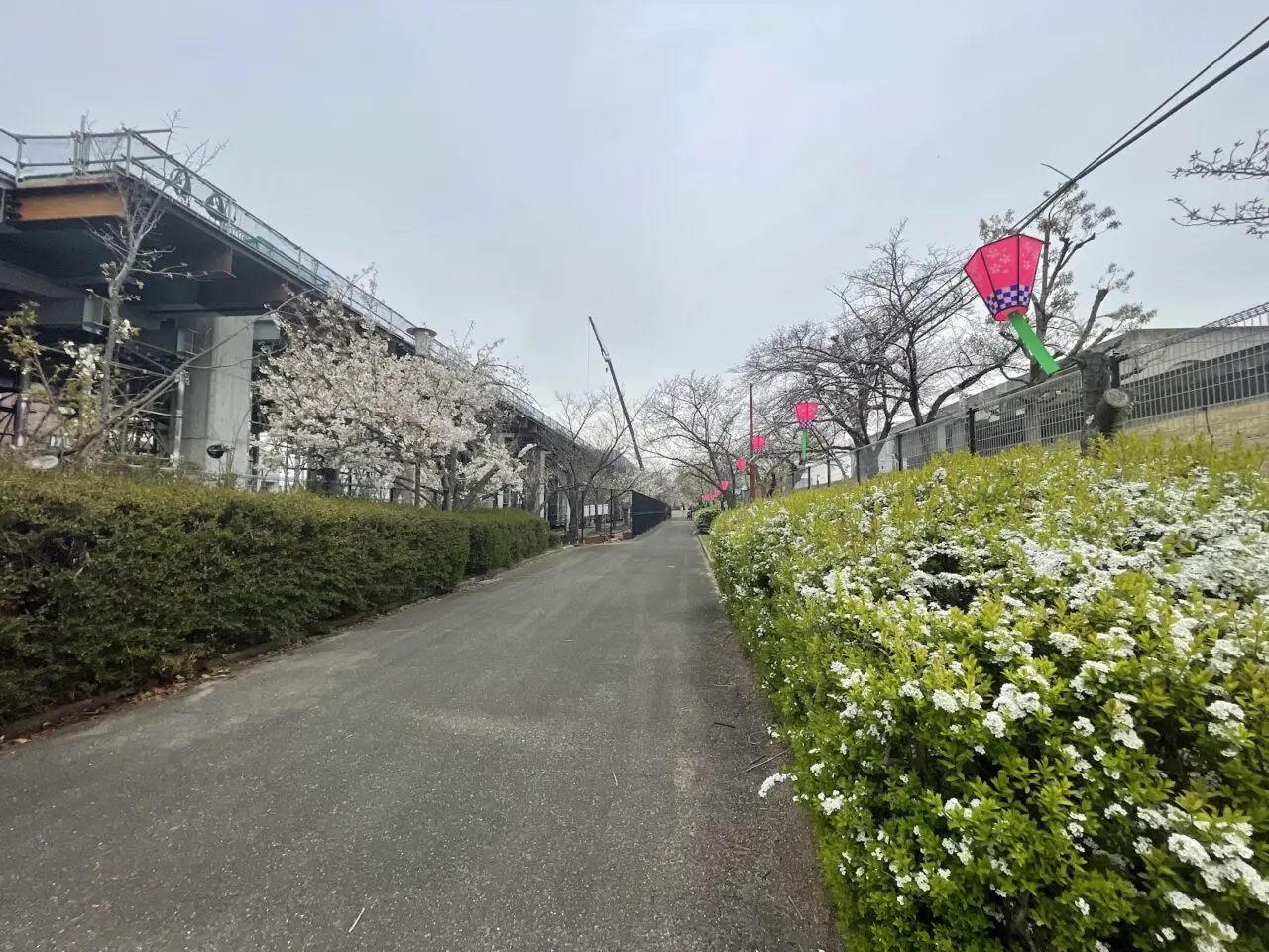 2025年の柴島浄水場の桜並木通り抜けの風景