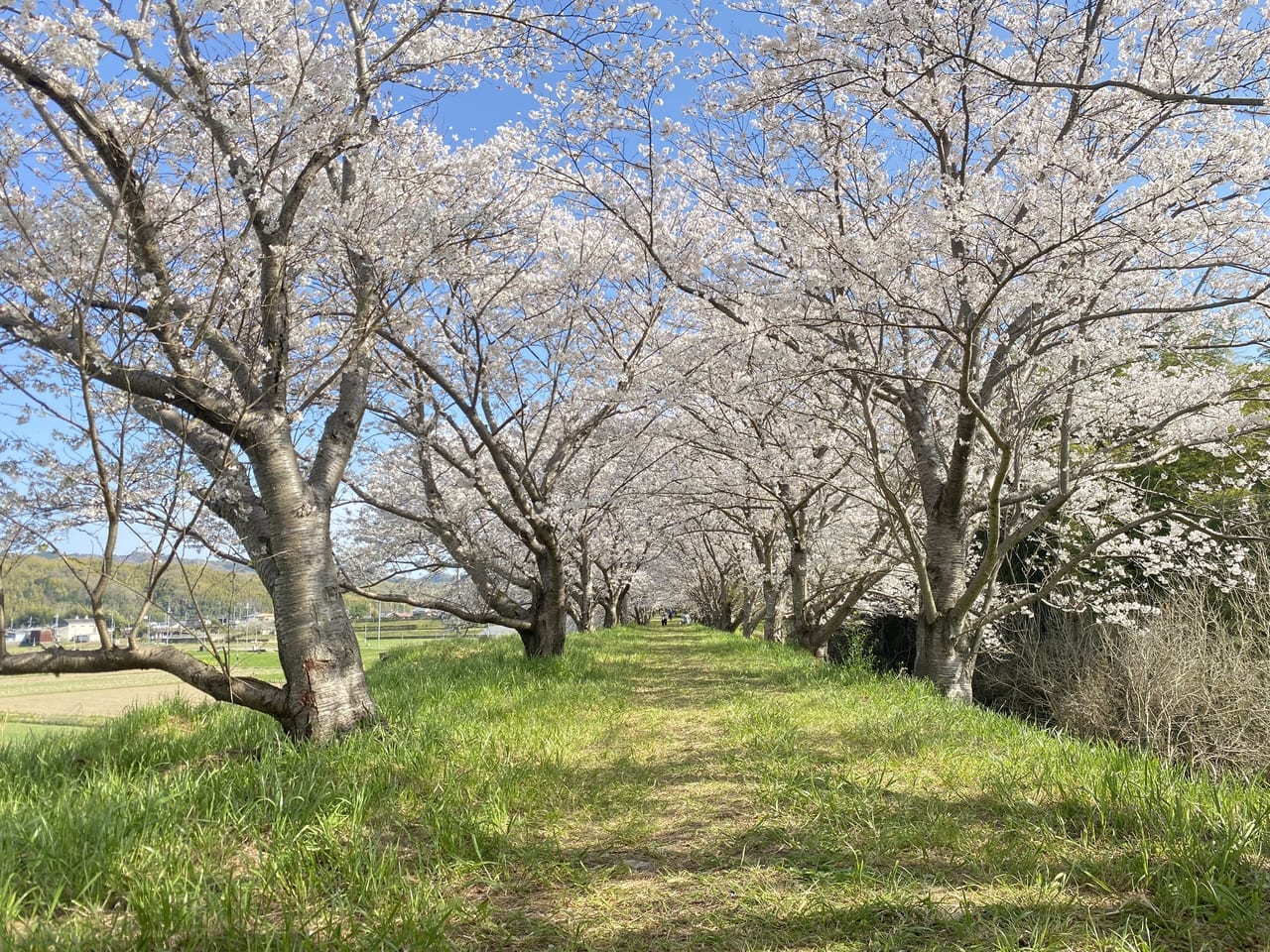 桜の通り抜け