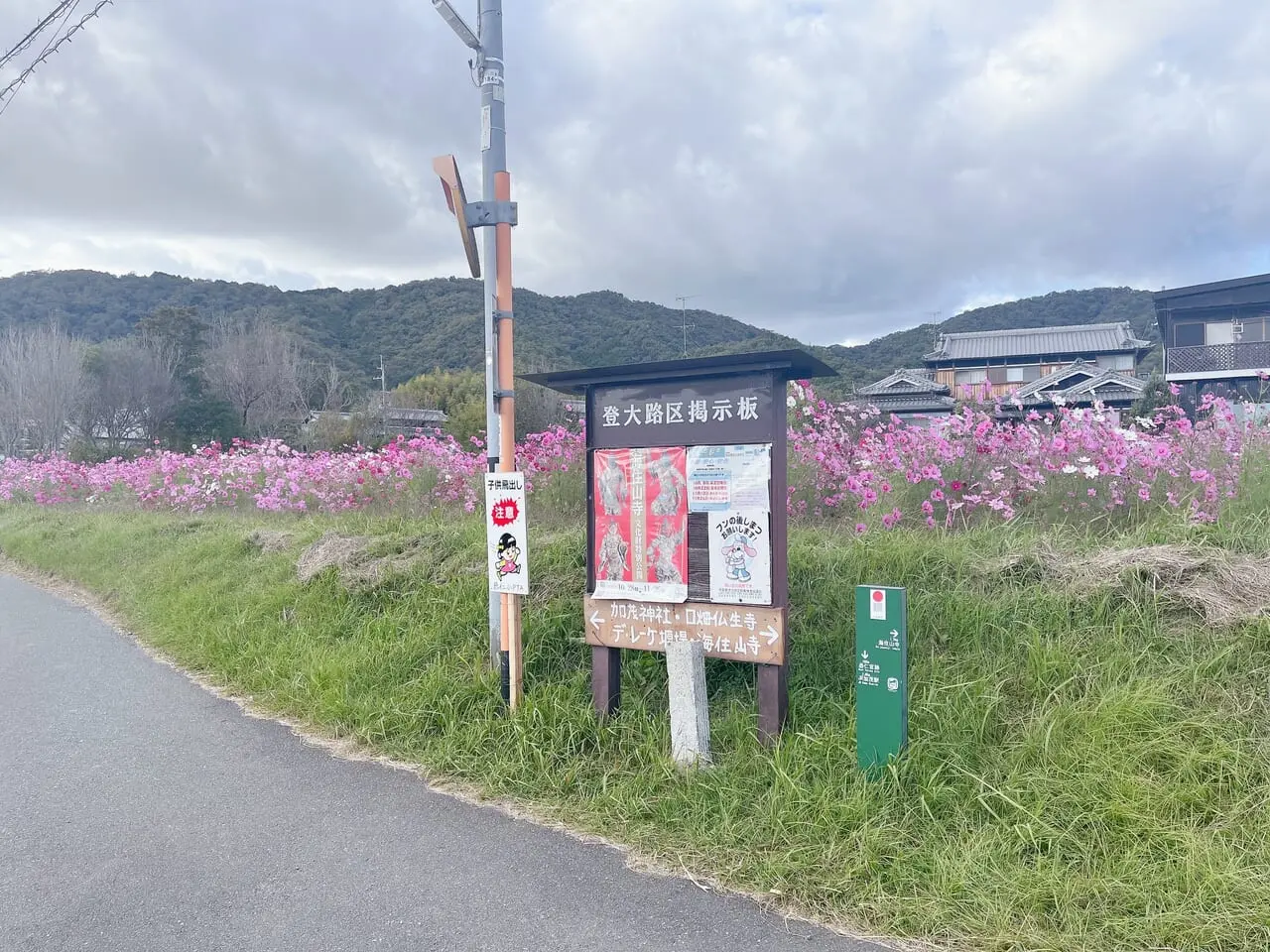 コスモス畑