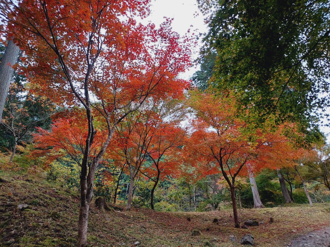 多良峡森林公園