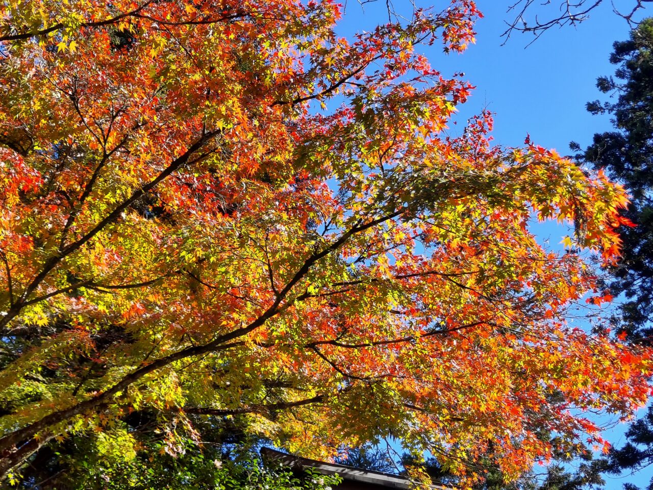 谷汲山華厳寺紅葉