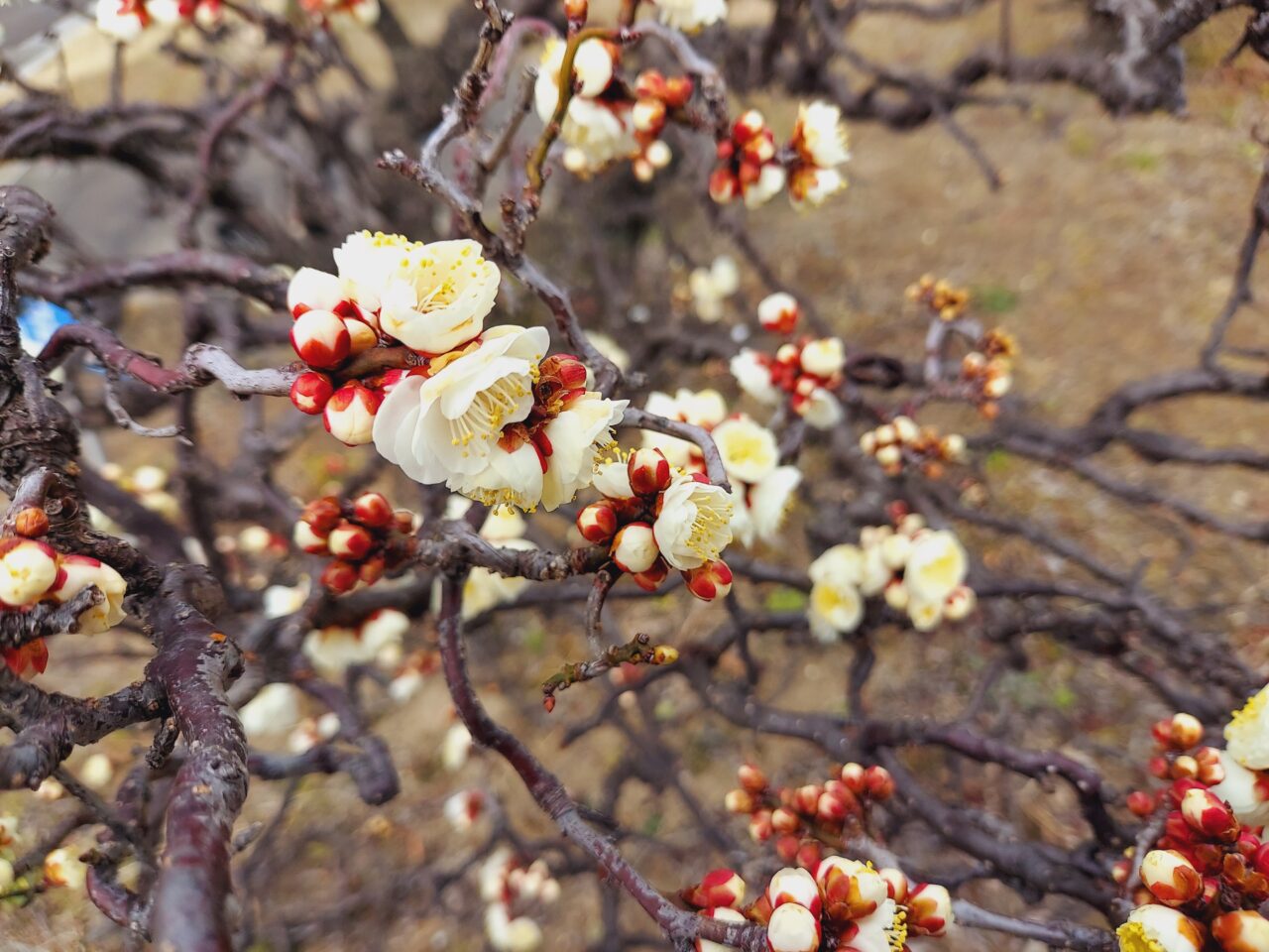 第27回安八梅まつり
