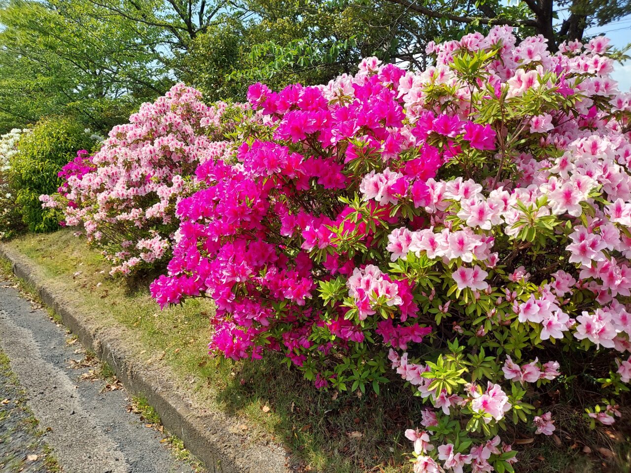 三城公園