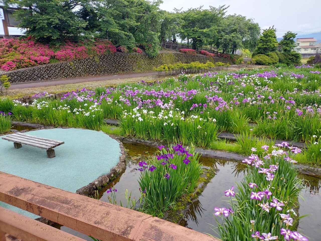 神戸町花菖蒲