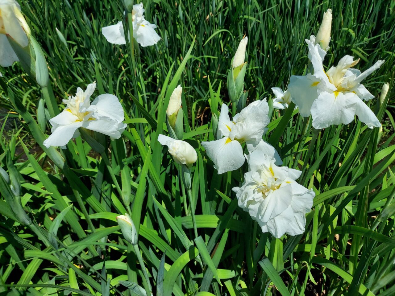 曽根城公園花しょうぶ