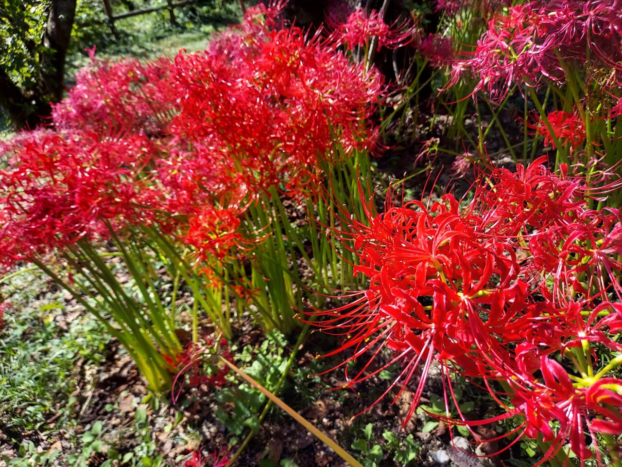 大島堤サイクリングロード