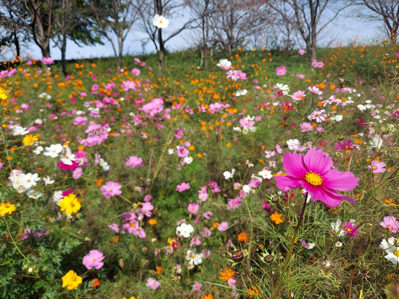 大島堤サイクリングロード