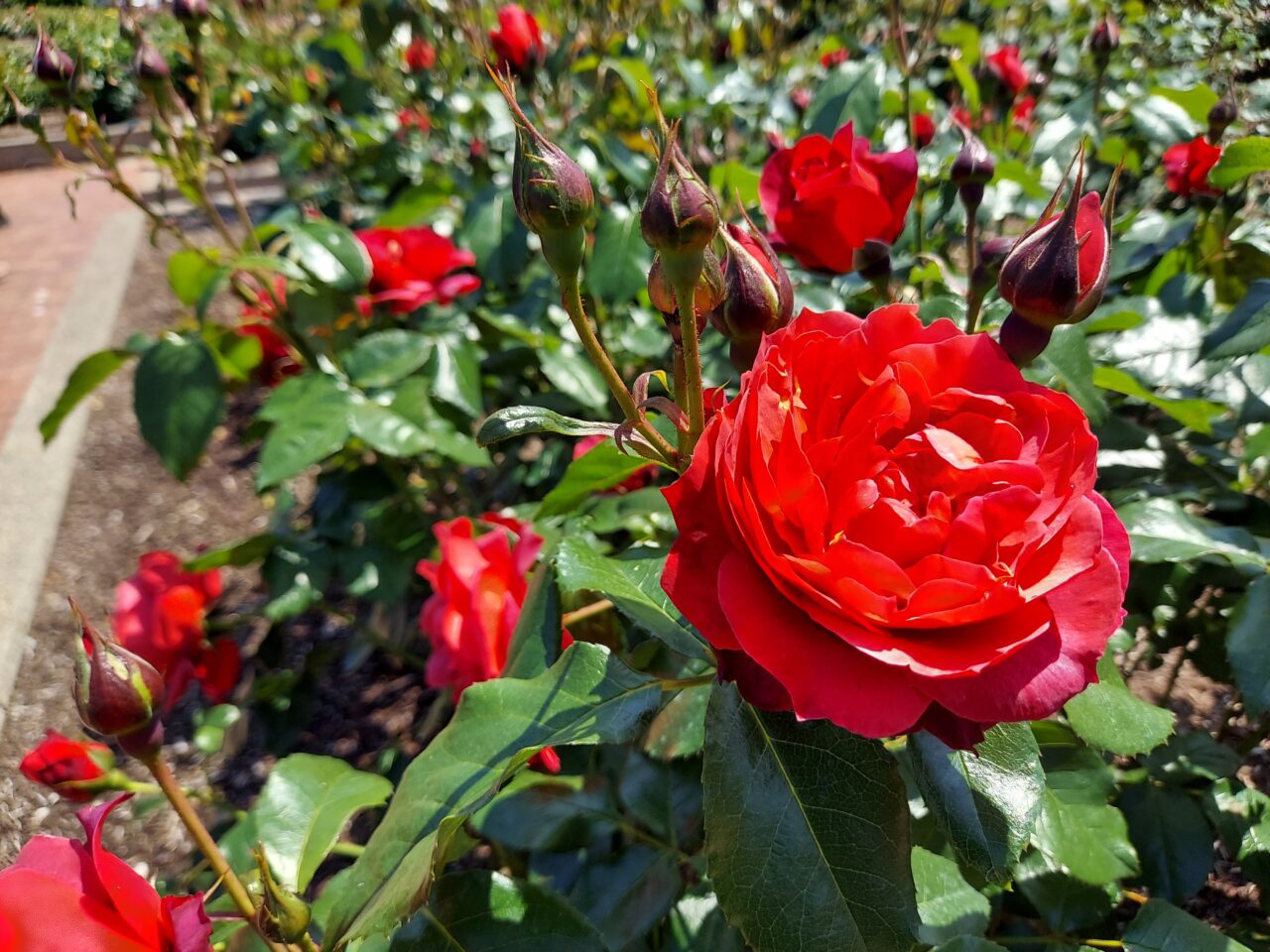 大野町バラ公園